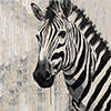 zebra